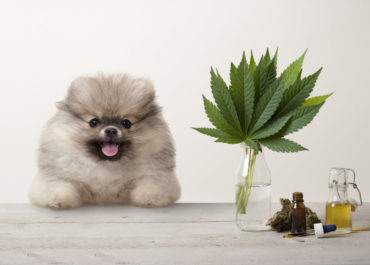 CBD Oil for Dogs: What You Should Know