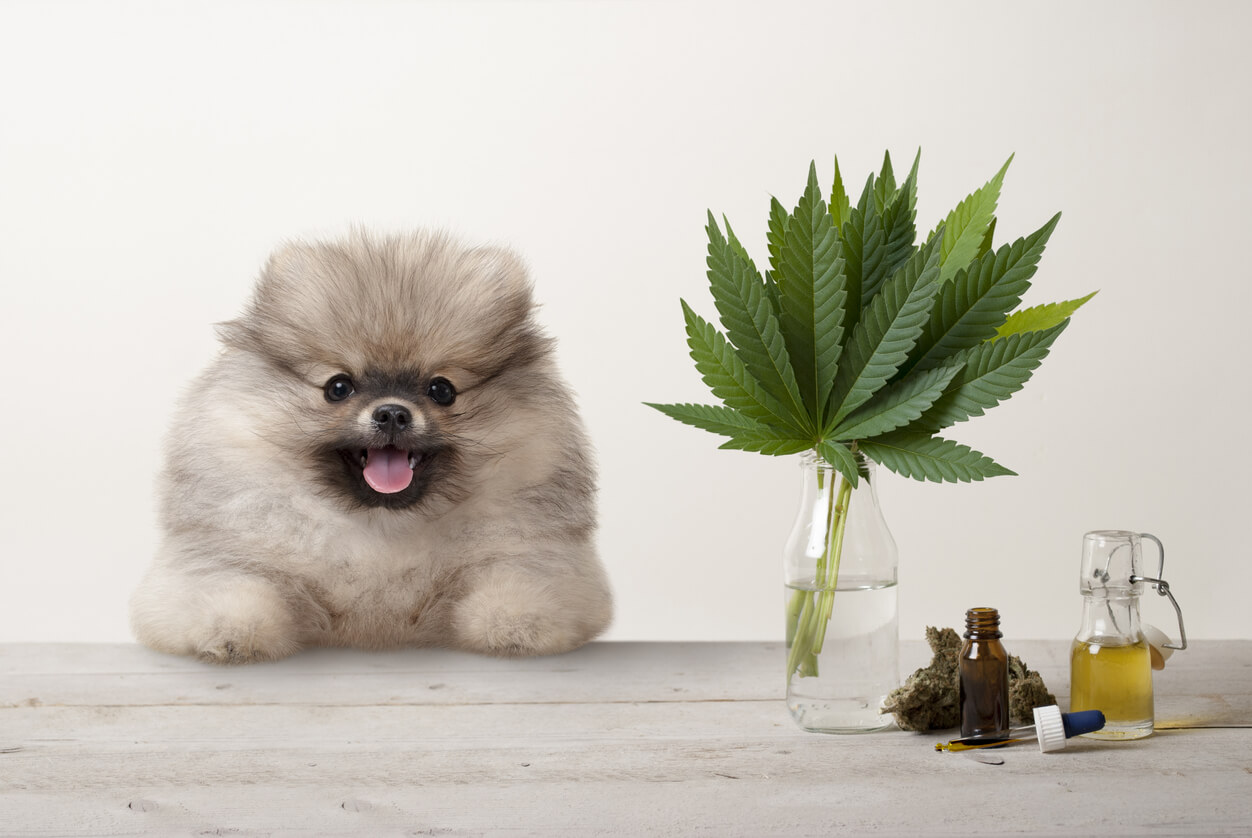 CBD Oil for Dogs: What you should know