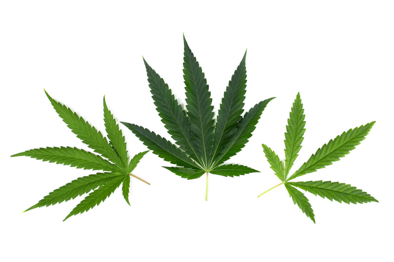 Hemp and marijuana cannabis leaves
